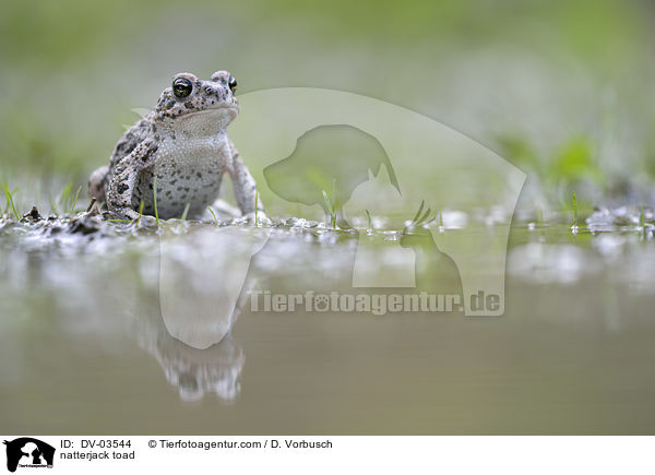 natterjack toad / DV-03544