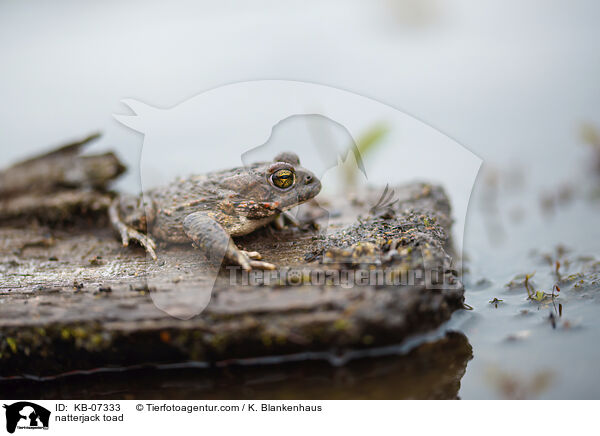 natterjack toad / KB-07333