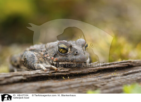 natterjack toad / KB-07334