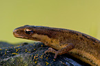 newt