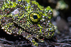 mossy frog