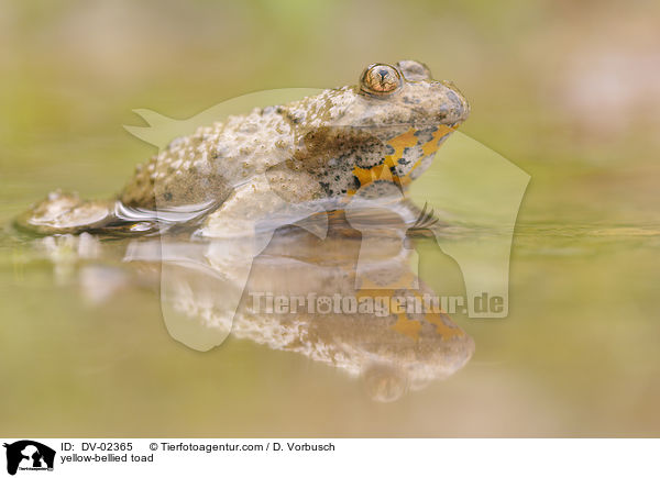 yellow-bellied toad / DV-02365