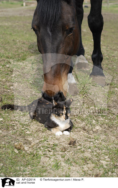 cat and horse / AP-02614