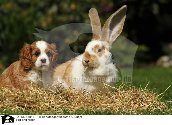 dog and rabbit / KL-13813