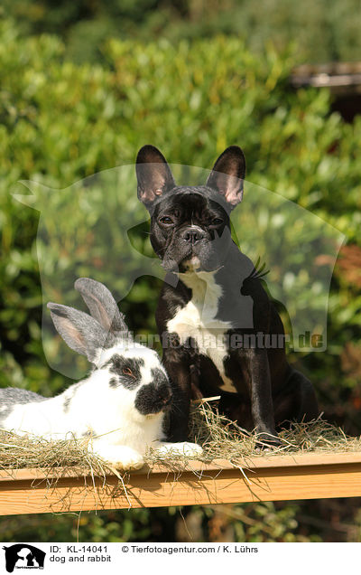 dog and rabbit / KL-14041