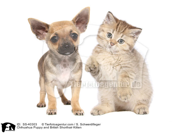 Chihuahua Puppy and British Shorthair Kitten / SS-40303