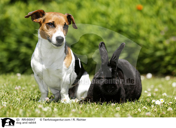 dog and rabbit / RR-66847