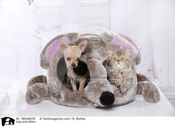 dog and kitten / RR-68076
