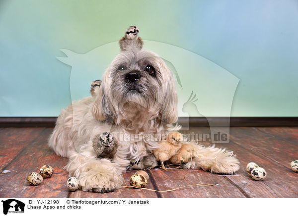 Lhasa Apso and chicks / YJ-12198