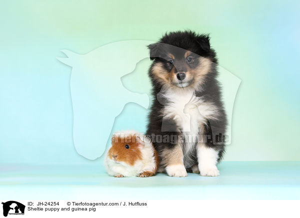 Sheltie puppy and guinea pig / JH-24254