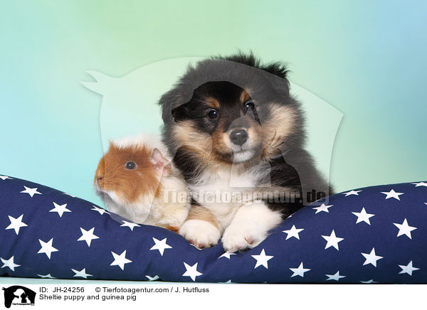 Sheltie puppy and guinea pig / JH-24256
