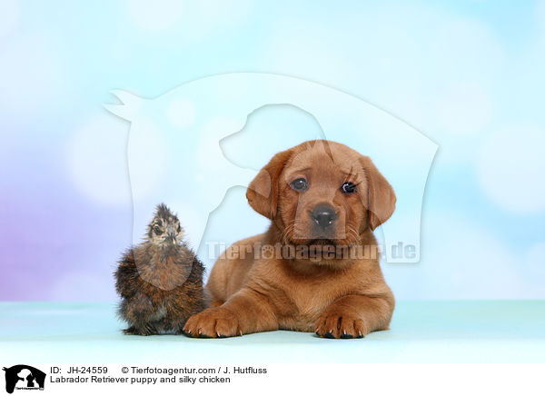 Labrador Retriever puppy and silky chicken / JH-24559