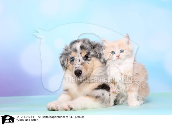 Puppy and kitten / JH-24714
