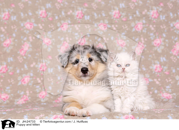 Puppy and kitten / JH-24733