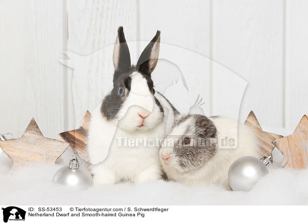Netherland Dwarf and Smooth-haired Guinea Pig / SS-53453