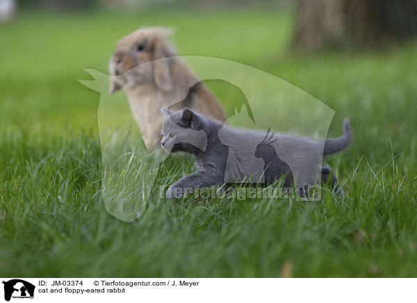 cat and floppy-eared rabbit / JM-03374