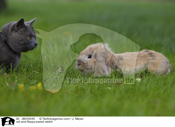 cat and floppy-eared rabbit / JM-04040
