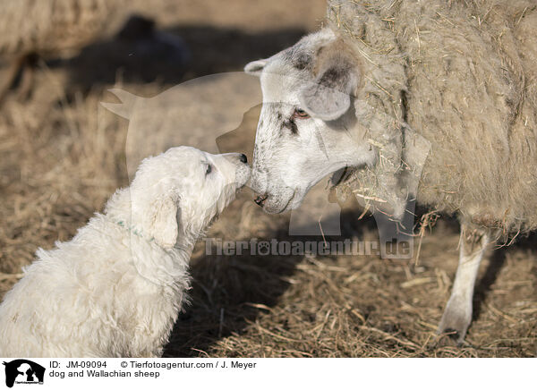 dog and Wallachian sheep / JM-09094