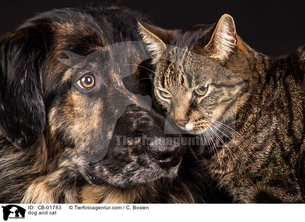 dog and cat / CB-01783