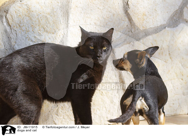 doga and cat / JM-11915