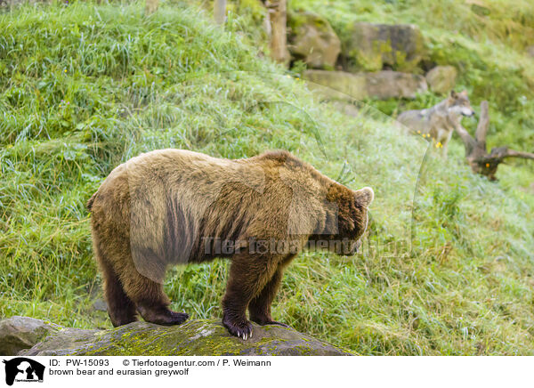 brown bear and eurasian greywolf / PW-15093