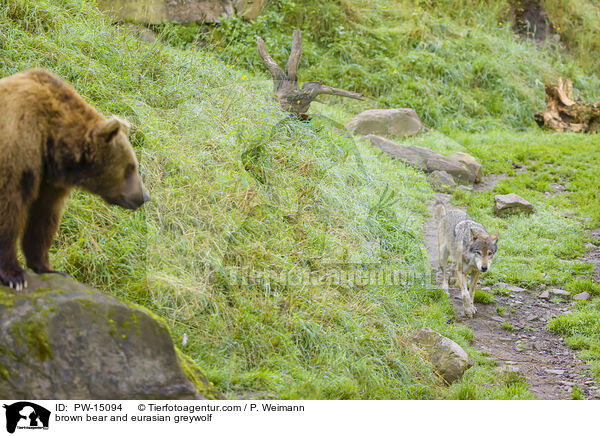 brown bear and eurasian greywolf / PW-15094