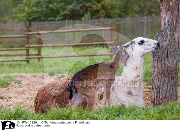 llama and red deer fawn / PW-15129