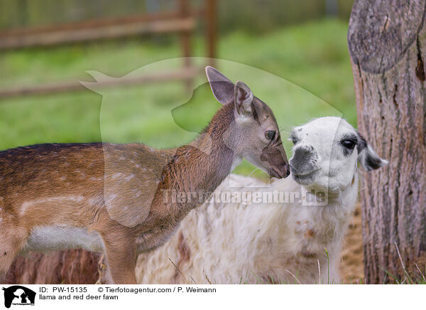 llama and red deer fawn / PW-15135