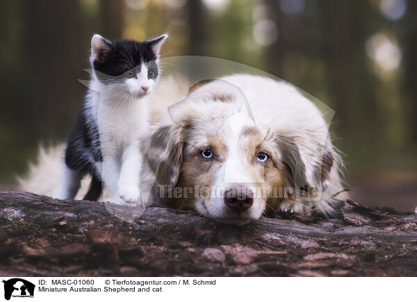 Miniature Australian Shepherd and cat / MASC-01060