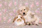 Golden Retriever Puppy and floppy-eared rabbit