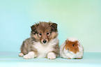 Sheltie puppy and guinea pig