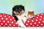 Sheltie puppy and guinea pig