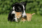 Border Collie and cat