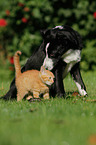 Border Collie and cat
