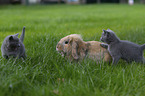 cats and floppy-eared rabbit