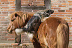 pony and dog
