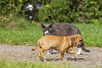Puggle Puppy and cat