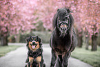 dog and pony