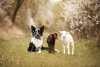 Border Collie and lambs