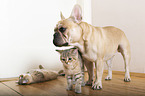French Bulldog and kitten