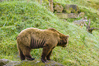 brown bear and eurasian greywolf