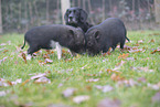 dog and micropigs