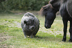 Shetland Pony and Pig