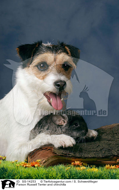 Parson Russell Terrier and chinchilla / SS-14253