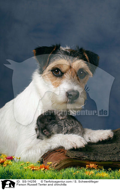 Parson Russell Terrier and chinchilla / SS-14256