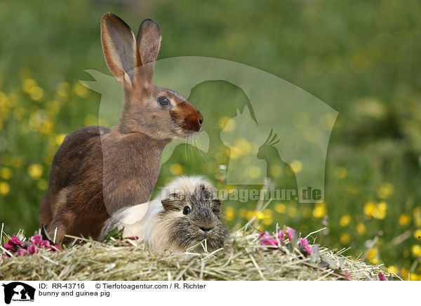 bunny and guinea pig / RR-43716