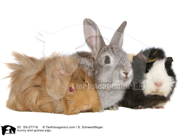 bunny and guinea pigs / SS-27718