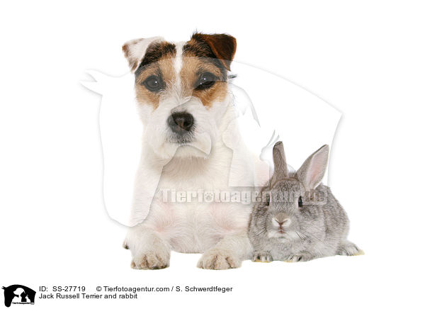 Jack Russell Terrier and rabbit / SS-27719
