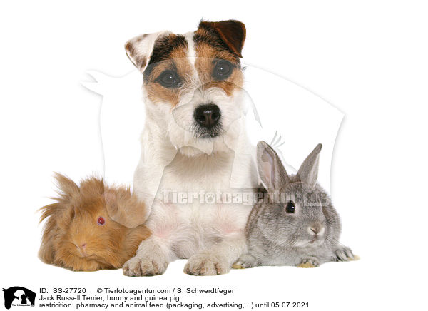 Jack Russell Terrier, bunny and guinea pig / SS-27720