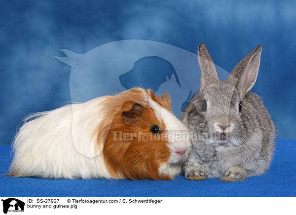 bunny and guinea pig / SS-27927